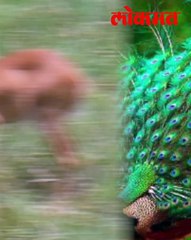 वाघ कमी, वन्यजीव जास्त – नागझिरा प्रकल्पातील प्राणीगणनेचा अहवाल