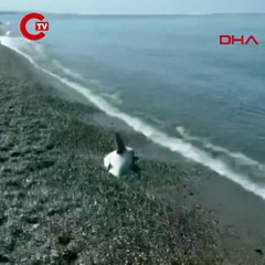 Köpekbalığı kıyıya vurdu
