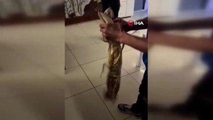 Gemlik Körfezi’nde dev istakoz yakalandı