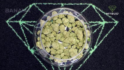 Banana Kush CBD – La variété sucrée pour une détente en douceur 🍋