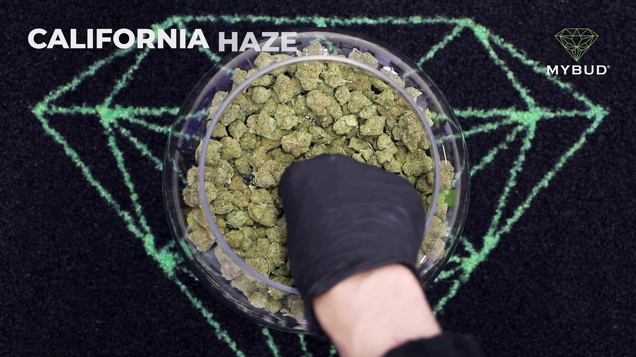 California Haze CBD – Une bouffée d’agrumes et d’énergie positive 🍊🌿