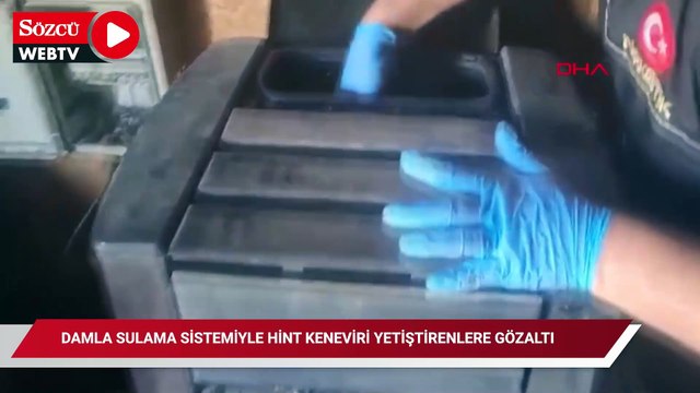 Damla sulama sistemiyle Hint keneviri yetiştiren 5 şüpheliye gözaltı