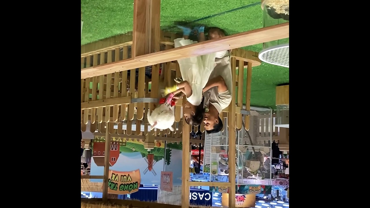 Bé cho lạc đà không bướu nam mỹ mukbang tại nông trại vui vẻ Aeon Tân Phú #shorts #short #alpaca