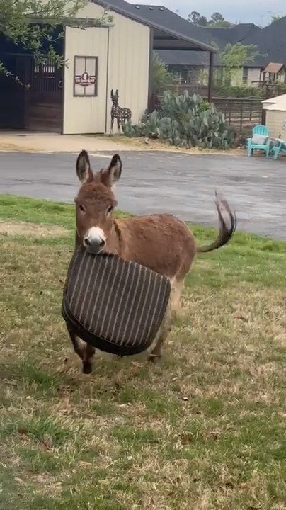Baby Donkey Plays With Patio Pillow