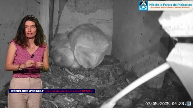 LES NUITS DE LA CHOUETTE - Les chouettes et leurs mystérieuses pelotes 