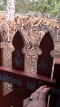 Kangaroos coming into pub | only in Australia 🇦🇺