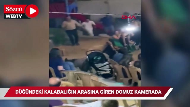 Düğündeki kalabalığın arasına giren domuz kamerada