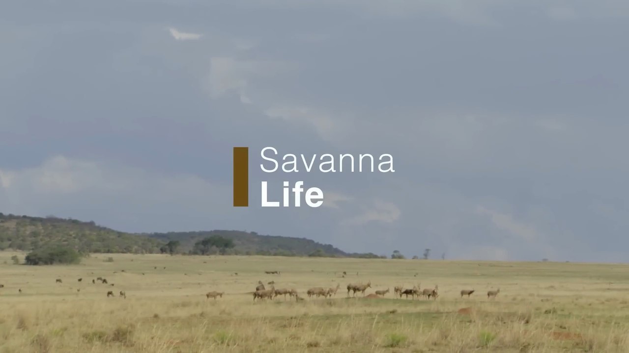 Wildlife ICONS - Savannah Life - HD 1080p