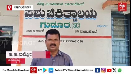 ಬಾಗಲಕೋಟೆ: ಪಶು ಆಸ್ಪತ್ರೆಗೆ ತಾನೇ ಬಂದು ವೈದ್ಯರಿಂದ ಚಿಕಿತ್ಸೆ ಪಡೆದ ಮಂಗ; ಅಚ್ಚರಿ ಮೂಡಿಸಿದ ಕೋತಿರಾಯನ ವರ್ತನೆ!