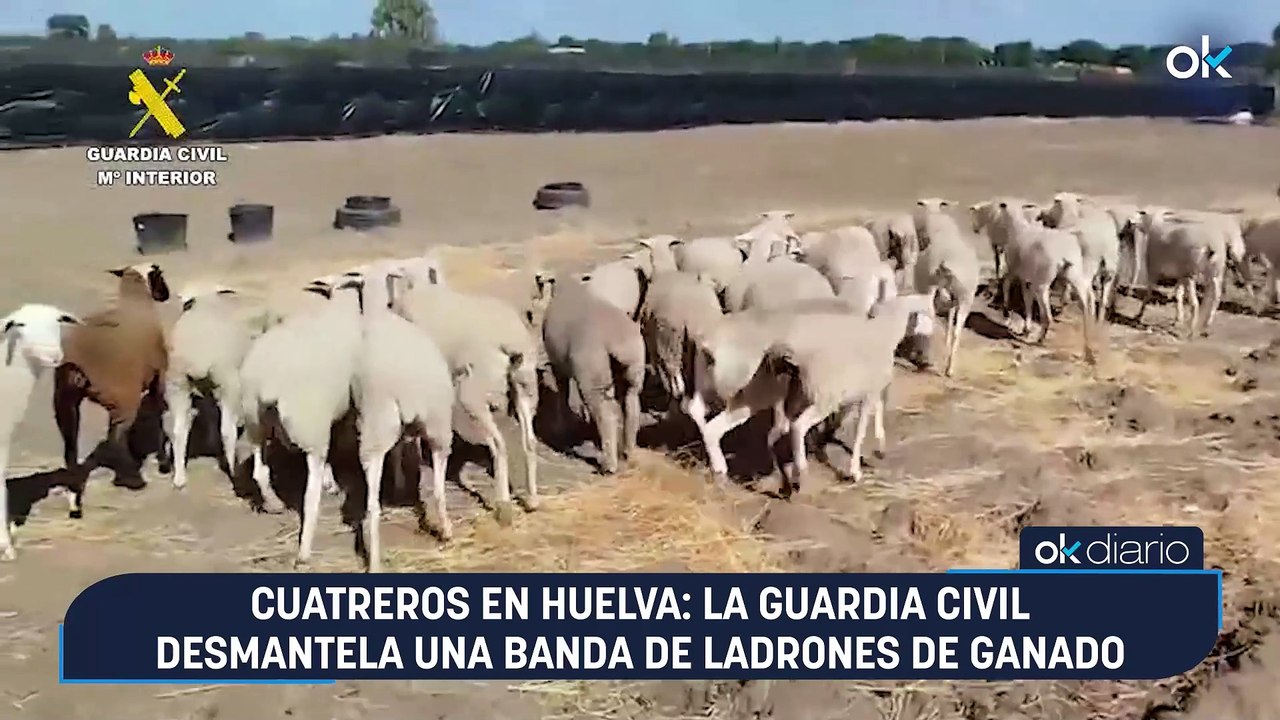 Cuatreros en Huelva: La Guardia Civil desmantela una banda de ladrones de ganado