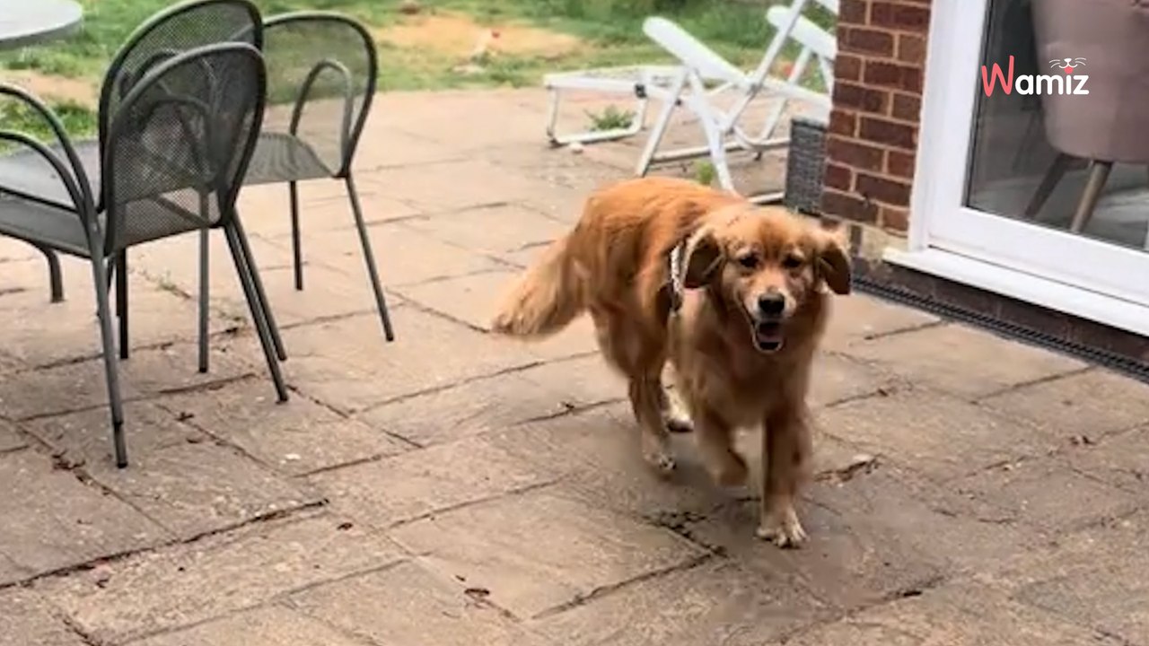 Le chien s'échappe du parc canin : elle regarde par la fenêtre et manque de s'étouffer (vidéo)