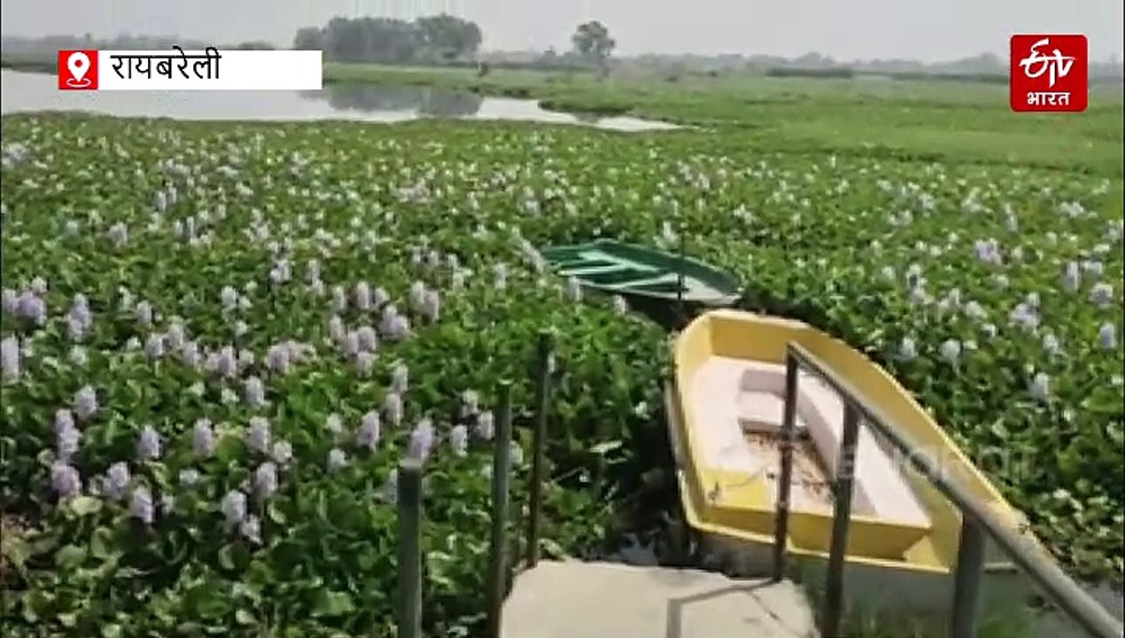 समसपुर पक्षी विहार: सड़कें जर्जर, तालाब जलकुम्भी से ढका, गंदगी से पर्यटक भी हुए दूर