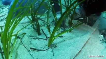 Terna, completato il trapianto di Posidonia oceanica a Terra Mala