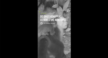 Pourquoi ces singes kidnappent-ils les petits d'une autre espèce ?