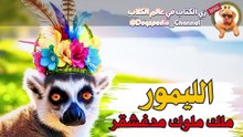 الليمور: الكائن اللي بيحكمه الستات! 😲 | لن تصدق سلوك هذا الحيوان!