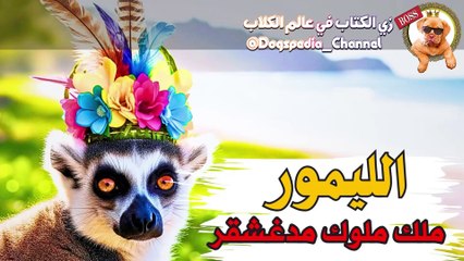 الليمور: الكائن اللي بيحكمه الستات! 😲 | لن تصدق سلوك هذا الحيوان!