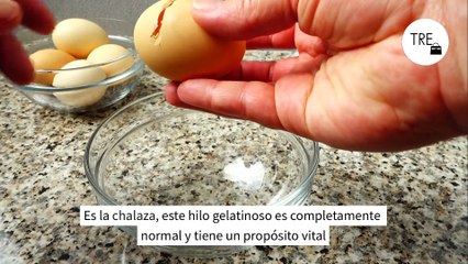 La joya nutricional del huevo que muchos tiramos, pero es un chute de proteínas de primera