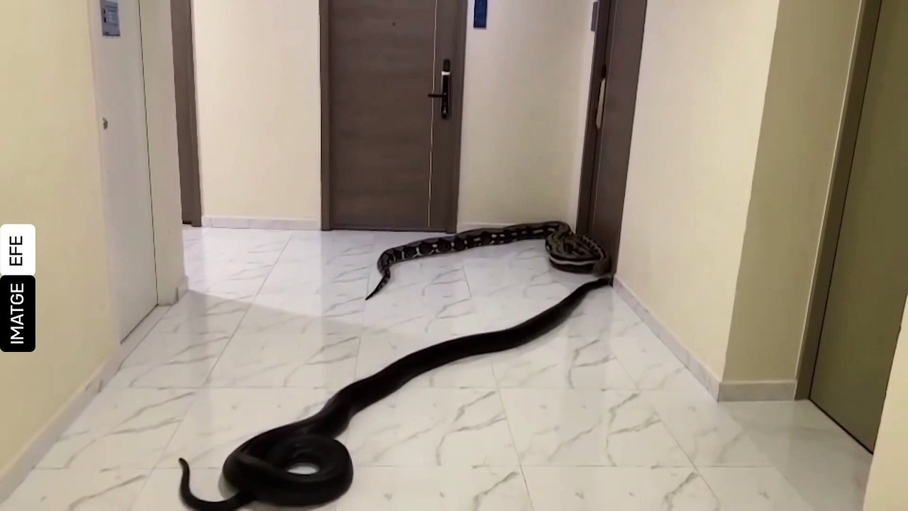 Lassés des aboiements du chien des voisins, ils placent deux énormes serpents devant leur porte