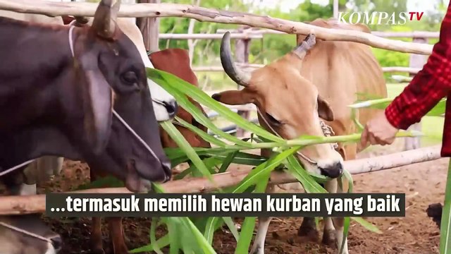 Iduladha 2025, Simak Tips Memilih Hewan Kurban Sesuai Syariat Berikut | SINAU