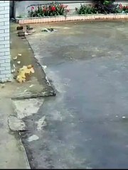 Eagle attacked and mother hen. #eagle, #mother hen