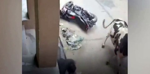 Cette vache déteste les motards