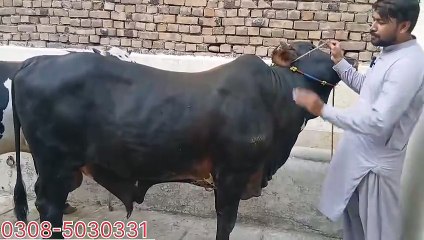Heavy Bulls in Khanna Pull Mandi on Discounted Prices for potohar animals viewers