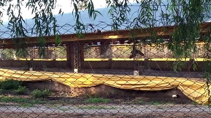 En 2024 se duplicaron brotes de gripe aviar en mamíferos, un riesgo mayor para los humanos