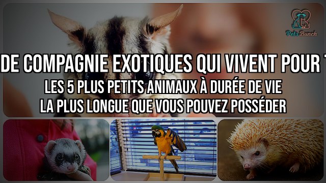 5 Animaux Exotiques Miniatures à Durée de Vie Incroyable : Idéaux pour les Amoureux de la Nature !