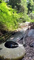 Une décharge découverte dans le parc de la Tête d'or à Lyon