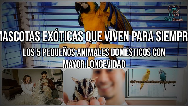 ¡Descubre las 5 mascotas exóticas de pequeño tamaño con mayor longevidad!