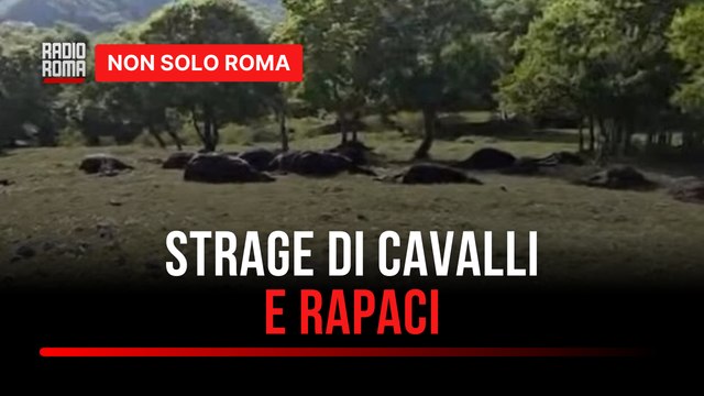 Strage di cavalli e rapaci in montagna, oltre trenta esemplari morti: il macabro ritrovamento a Casalattico