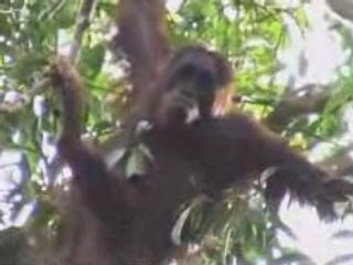 Orang-outan sauvage !!!