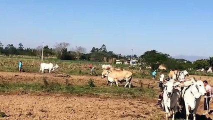 Vídeo mostra encontro de donos de carros de boi ajudando a lavrar a terra em pequena cidade no interior de SC