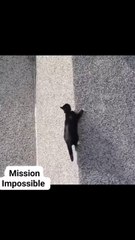 Fearless Felines: Epic Cat Jumps, Flips & Fails
