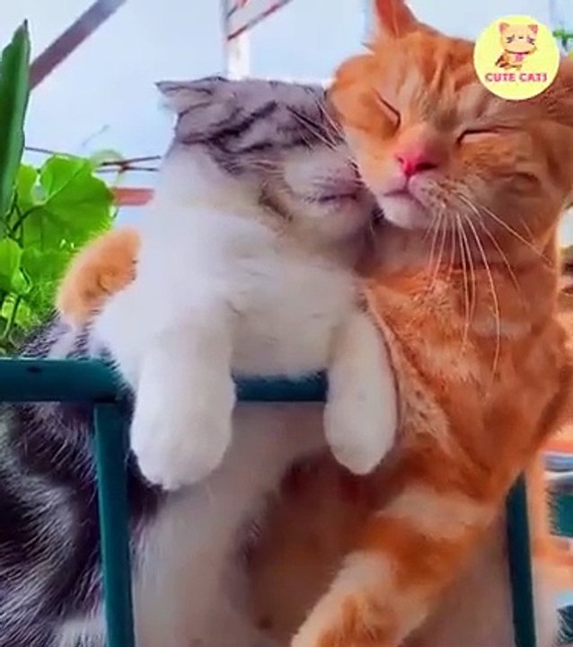 WATCH NOW TWO CATS HUG OUT OF LOVE AND CARE