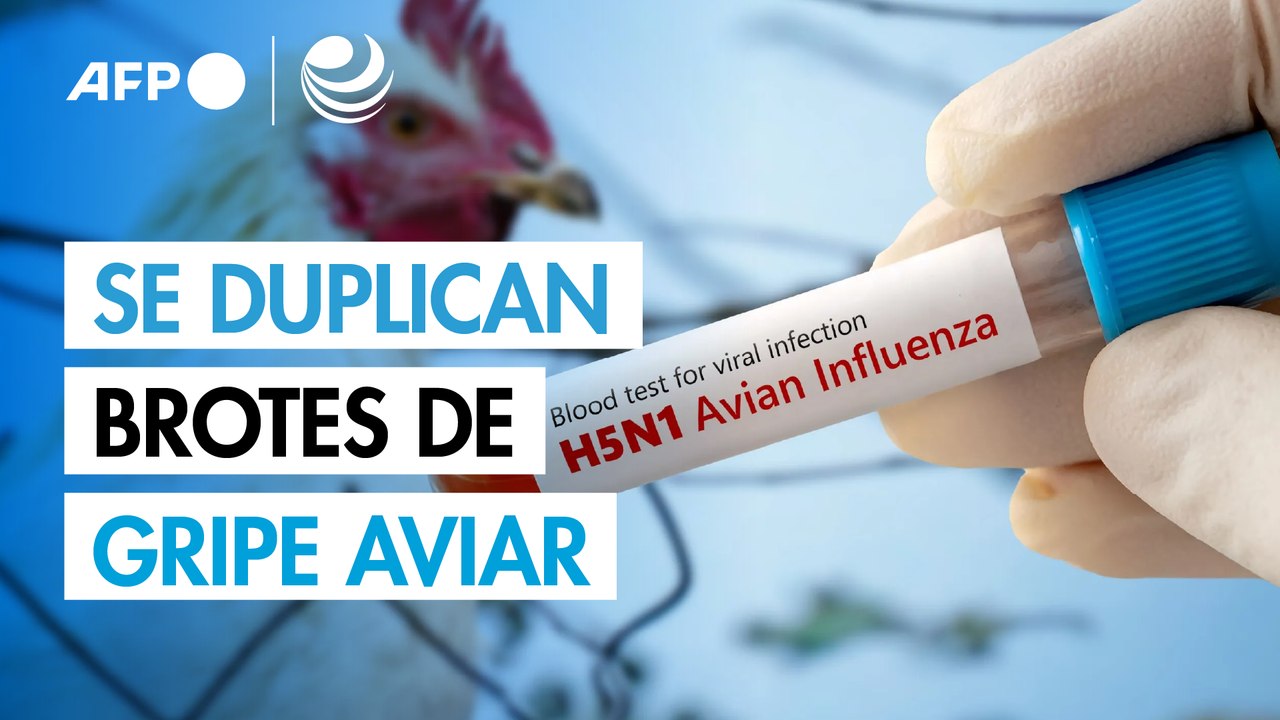 En 2024 se duplicaron brotes de gripe aviar en mamíferos, un riesgo mayor para los humanos