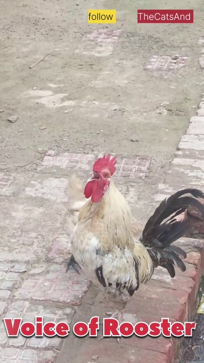 Voice of a Rooster 🐓🐔 | rooster crowing | #foryou #rooster #voice @TheCatsAnd