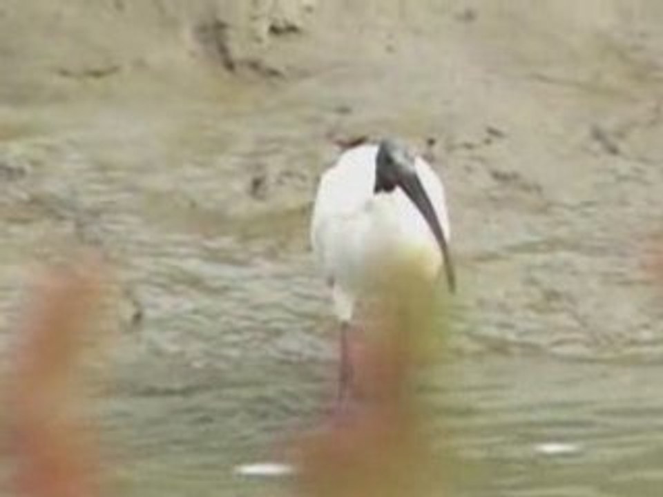 Ibis en pêche