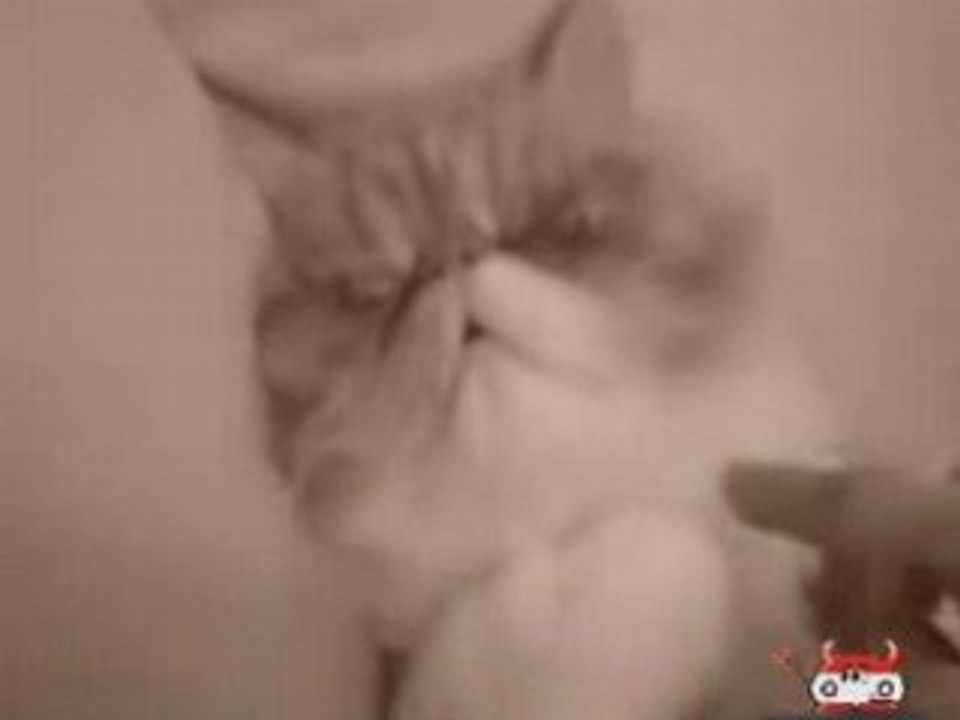 Kote