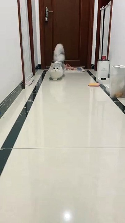 Kemoceng Berjalan