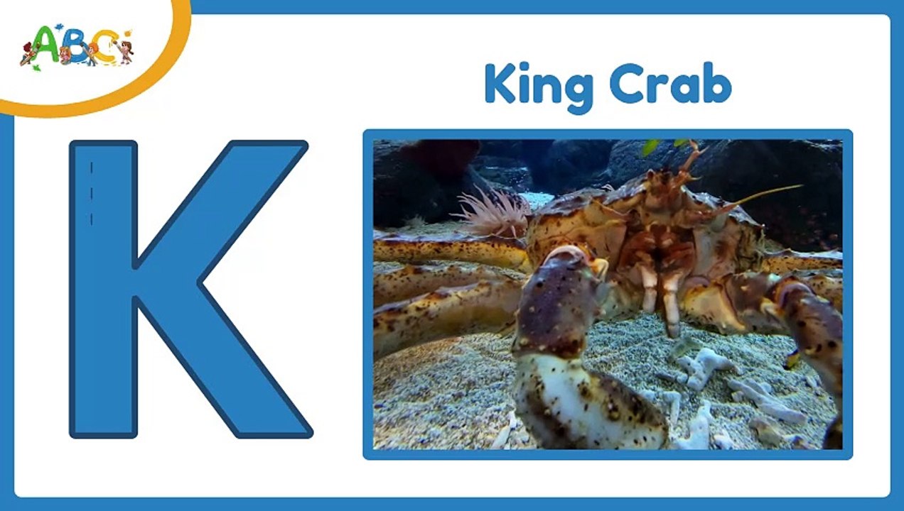 ABC Learning for Toddlers with Sea Animals A to Z | Learn ABC Alphabet Animals | A to Z Animals Name