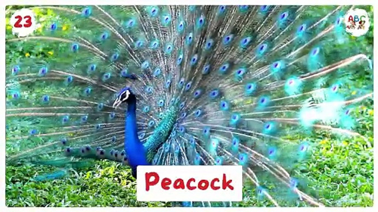 50 Animals for Kids | Learn Animal Names | Types of Animals for Kids | Wild Animals Name