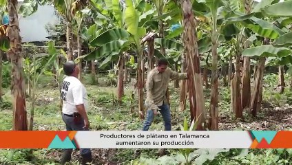 ASOPLATAL AUMENTA PRODUCCION DE PLATANOS 23 MAYO