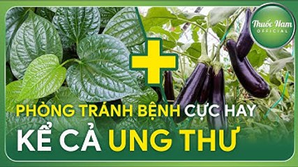 CÁCH LÀM CÀ TÍM XÀO LÁ LỐT TRÁNH VÔ SỐ BỆNH || Thuốc Nam Official