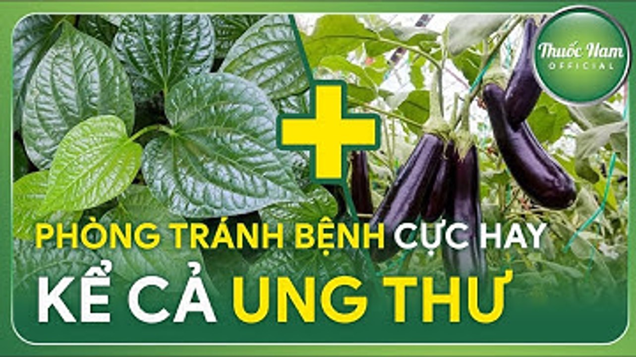 CÁCH LÀM CÀ TÍM XÀO LÁ LỐT TRÁNH VÔ SỐ BỆNH || Thuốc Nam Official