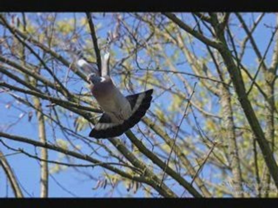 PIgeon ramier(Palombe)