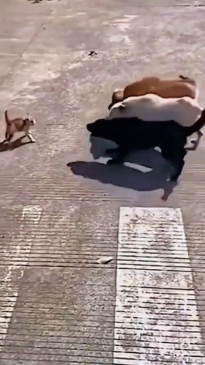 Cat vs dog new viral funny video 📸cat lover 😍 dogs loves 😍 animals lover 😍#shorts #shortvideo #viralshort #viralvideo #funny #funnyvideo #comedy #cats #animals #dogs #love #animals