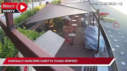 Konyaaltı Sahili'nde caretta yuvası sürprizi