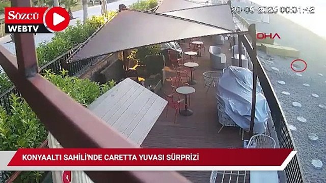 Konyaaltı Sahili'nde caretta yuvası sürprizi