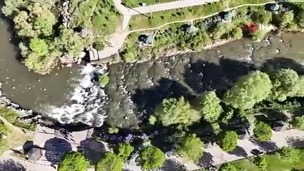 Akıntıya karşı zorlu göç! Martıların av çabası kamerada